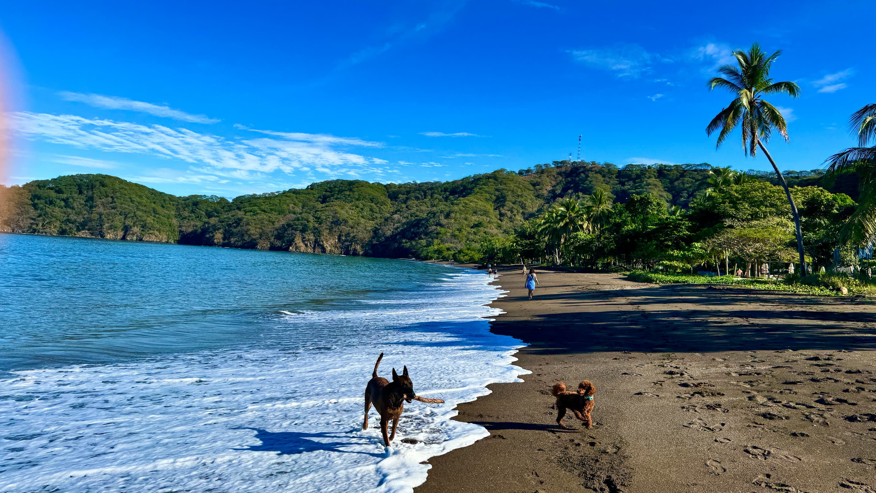 Coco Beach - Our mini poodle enjoying the beach, too!