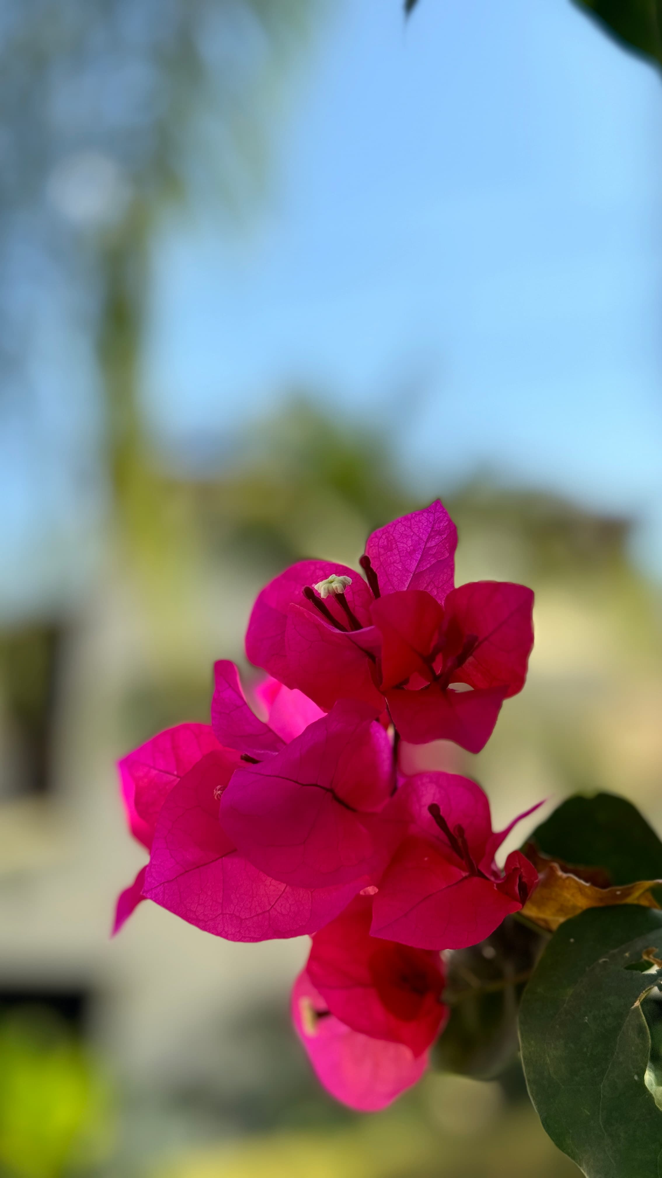 Coco Wildlife - Flowering bushes inside the Coco Sunset Hills