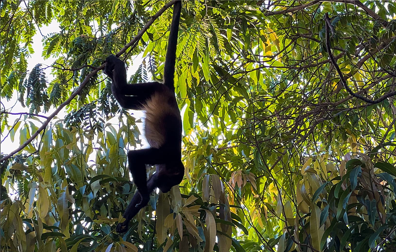 Coco Wildlife - Howler monkeys in the trees just around Coco Sunset Hills
