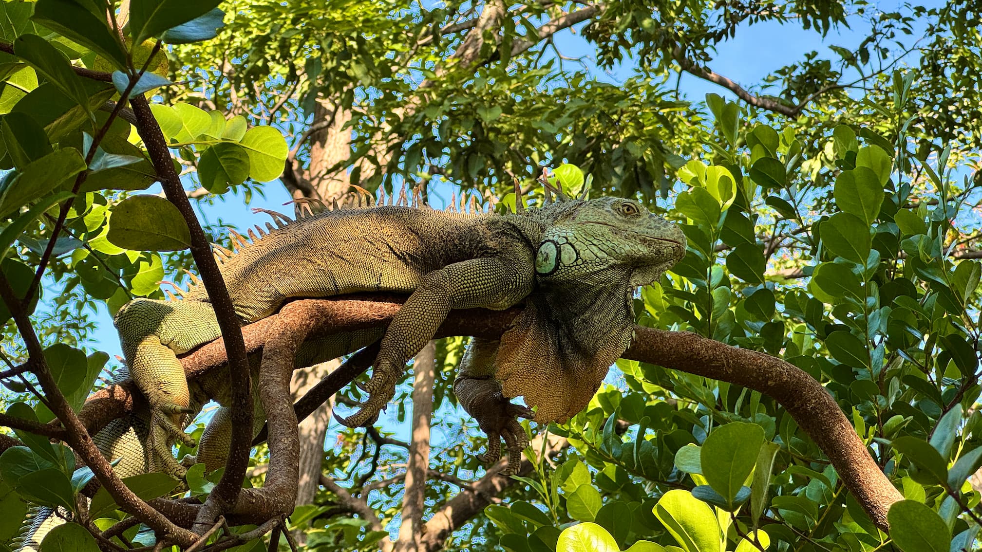 Coco Wildlife - Iguanas of Filadelfia (30 minutes by car)